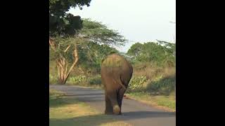 A Wild Elephant Walking Along The Road | 道路に沿って歩く野生のゾウ | Elephant | 象 | فيل | Animals #Shorts
