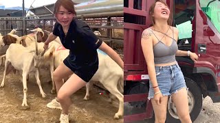 Transporting Goats. Beautiful Female Truck Driver Qiqi