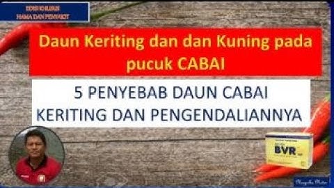 Penyebab cabe daunnya keriting dan kuning serta cara mudah pencegahannya  dengan nasa