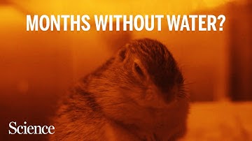How these hibernating squirrels conquer thirst