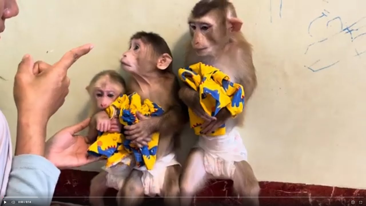 Baby monkey Miker Bella and monkey Lucky dressing clothes