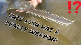 SAWFISH FACTS! A FISH WITH A WEAPON