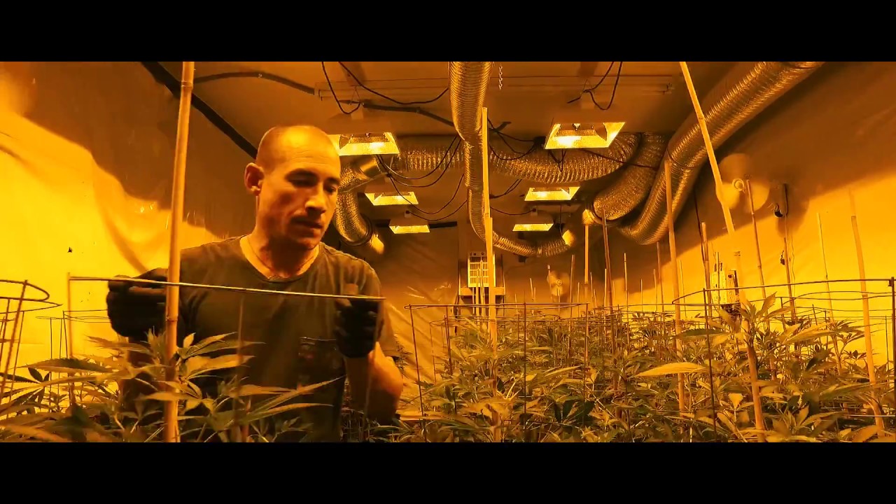 A Day In The Life Of Green Bodhi