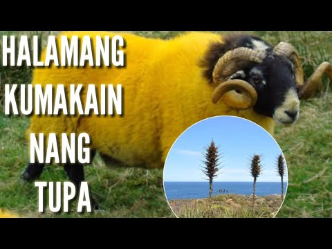 Video: Anong Mga Pampalasa, Panimpla At Halaman Ang Tugma Sa Tupa
