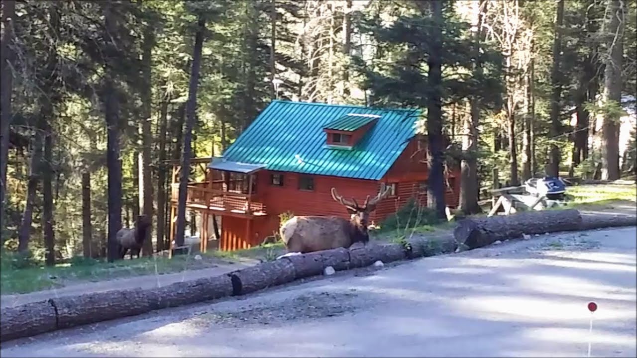 Elk Herd in Cloudcroft New Mexico / Lincoln National Forest