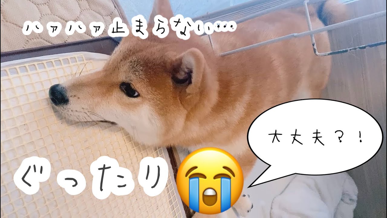 ハァハァがいつもより激しいし、止まらなくて心配して急にカメラ回した日のブログ😭
