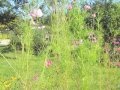 北海道恵庭市えこりん村:風に揺れる花コスモス:Cosmos flower in the wind