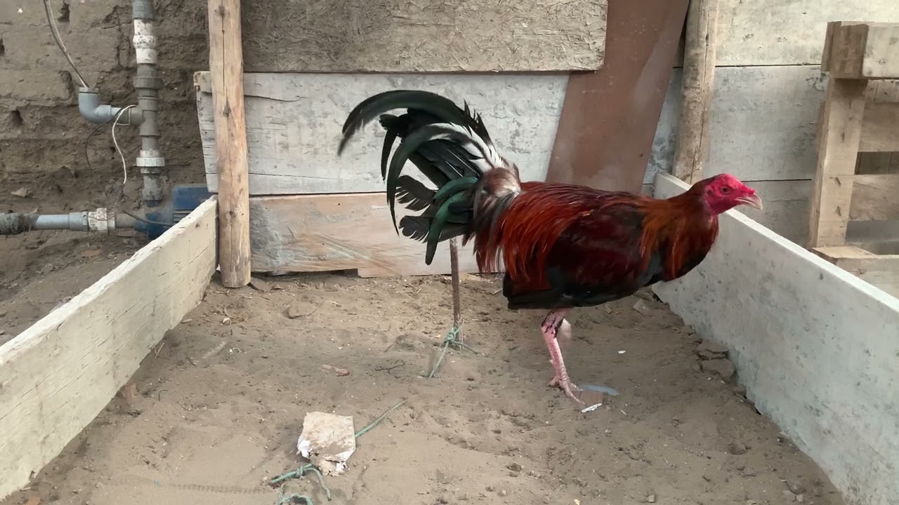 Gallos finos Perú/mostrando un gallito 