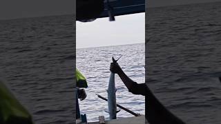 Captain Obama's second mackerel strike #fishing #mackerel #jepara #viralshort #fyp #trending #fy