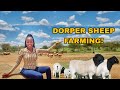 How To Make PROFITS In SHEEP Farming | 2022