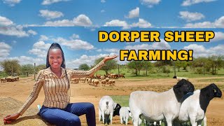 How To Make PROFITS In SHEEP Farming | 2022