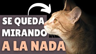 Por qué tu gato se queda MIRANDO fijamente A LA NADA