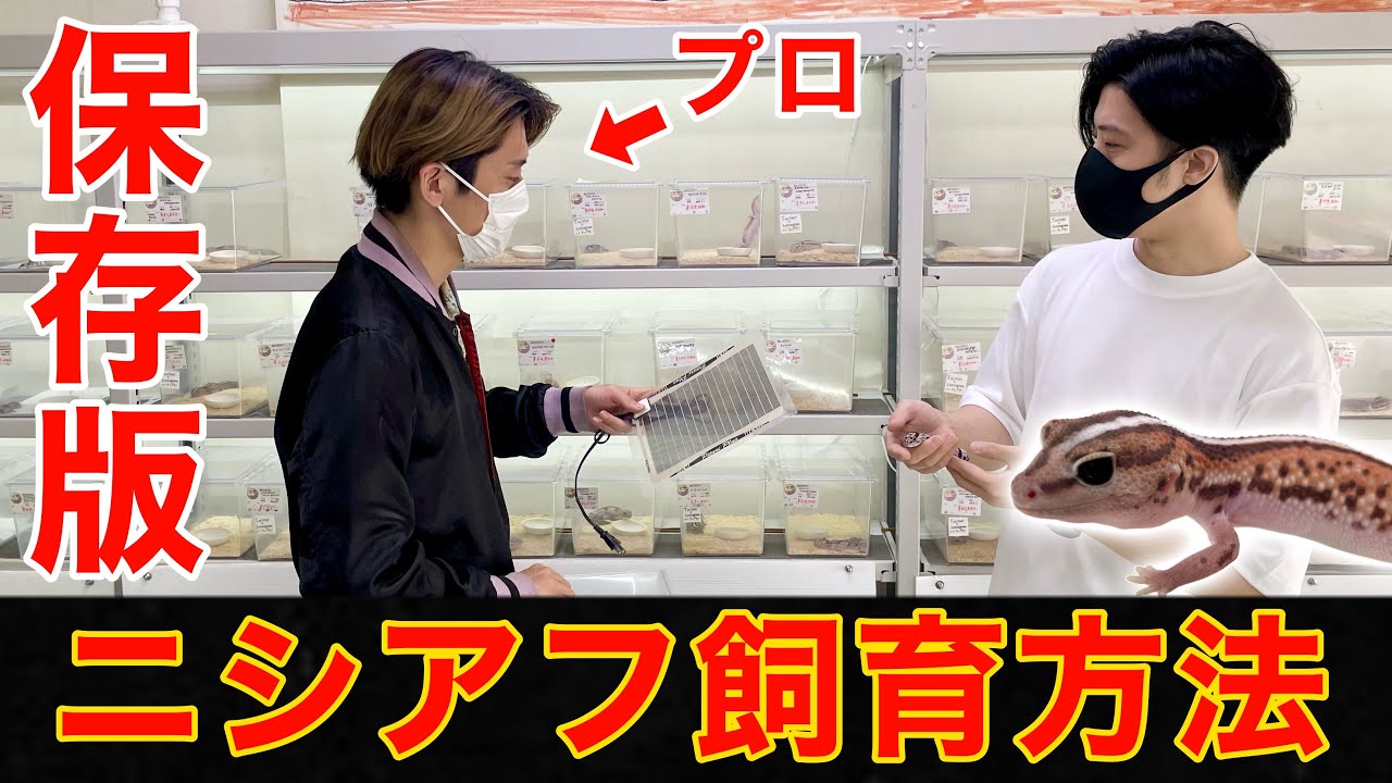 プロに教わるニシアフリカトカゲモドキの飼育方法