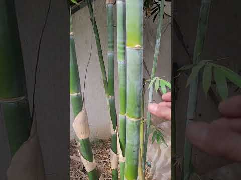 هذا هو البامبو العملاق لمن لا يعرفه  