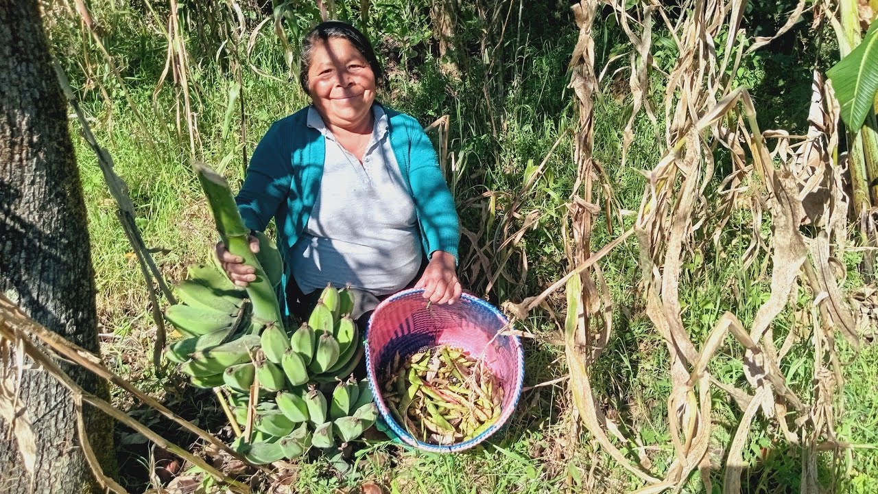 Me fui a cortar ejotes mayesos en el campo algo natural y delicioso 