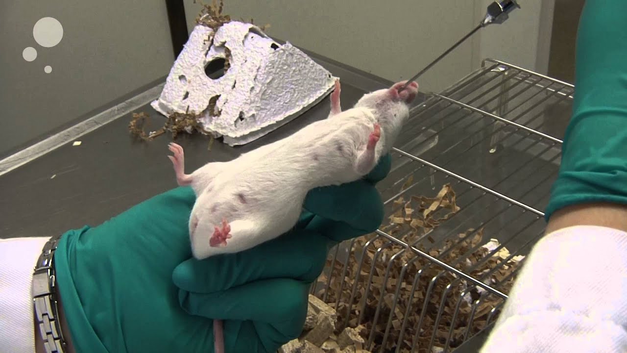 Oral Gavaging On Mouse YouTube