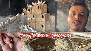 Java finch ka breeding season start ho gya 