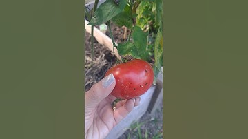 HARVESTING TOMATOES🍅#reels #reelsvideo #feed #views #vidoes #followme #vegetable #harvest #tomatoes