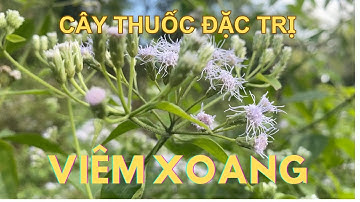 Thực hư cây cộng sản ( cây cỏ lào) chữa VIÊM XOANG có hiệu quả? | CTQT6455#99