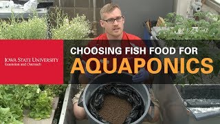 How Do You Choose What Fish Food to Buy in Aquaponics