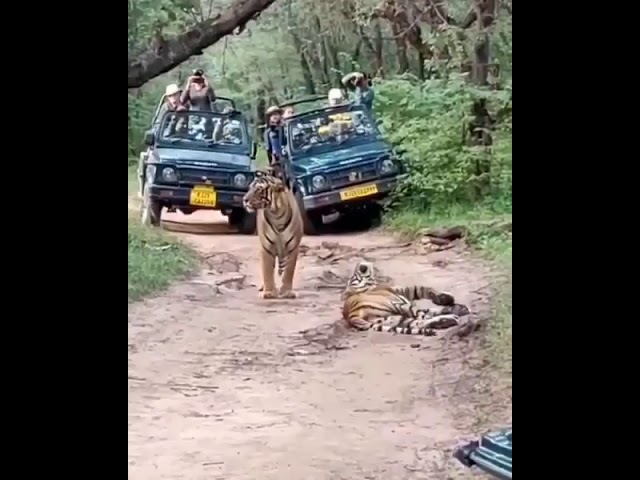 Tiger Mating in Ranthambore National Park class=