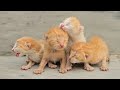 Man helps crying kittens and their dying mother what happened next is unbelievable