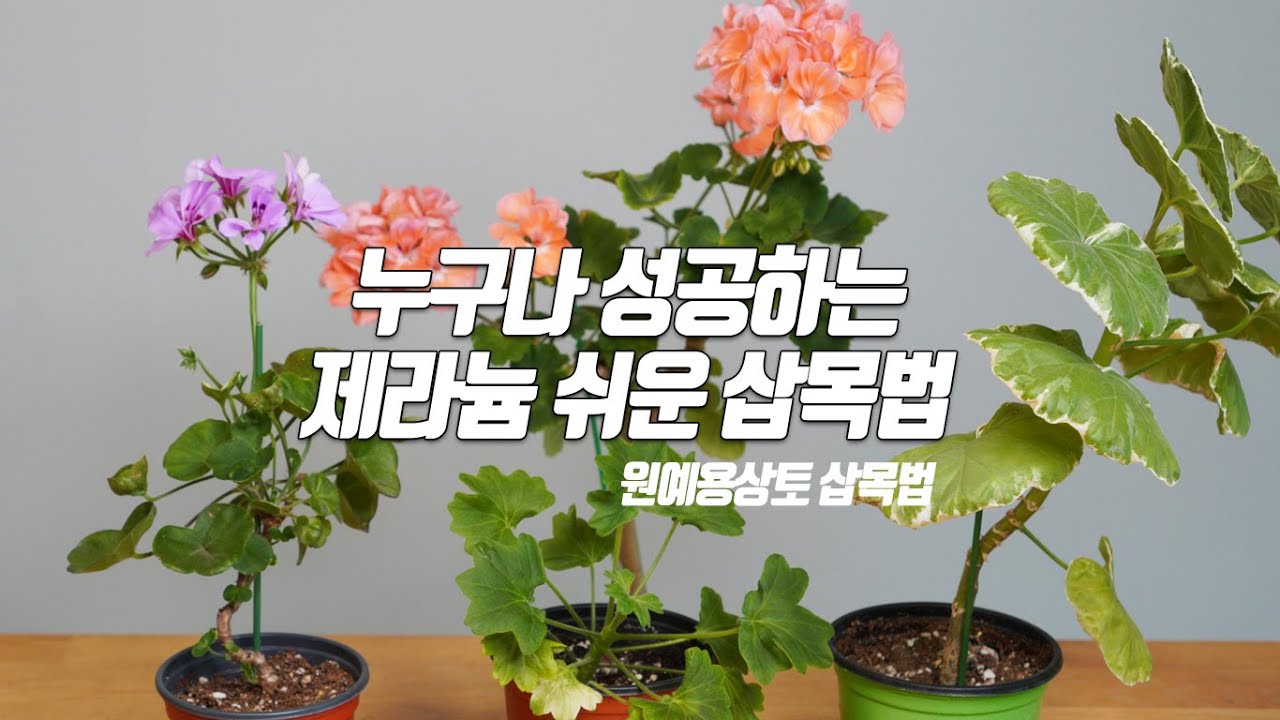 누구나 성공하는 제라늄(Pelargonium) 기본 삽목 방법 - 원예용상토 삽목법 - 홈가드닝 아파트정원 HomeGardening#pelargonium