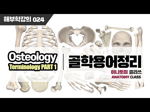 [해부학] 골학(Osteology) 용어정리(Terminology) PART 1 아나토미 클라쓰 024