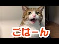 ごはんが欲しくてたまらない猫。おしゃべり猫の「はやくちょうだい」が止まらないっ! vol.48