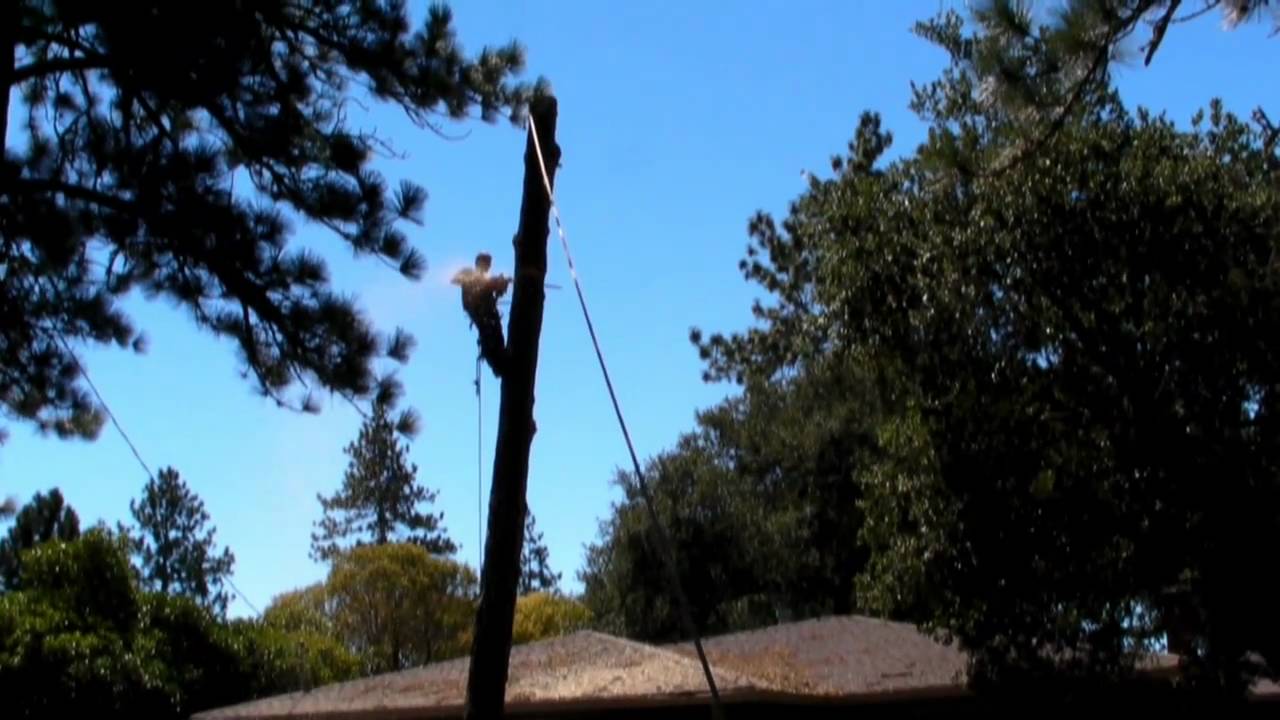 Removal of the Leaning Pine Tree