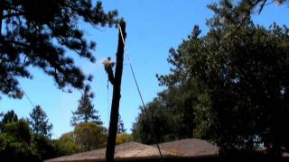 Removal of the Leaning Pine Tree