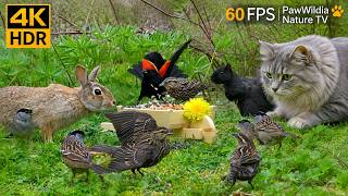 Cat TV 😺 Wild Birds & Playful Squirrels in a Peaceful Forest | 4K HDR Nature for Cats