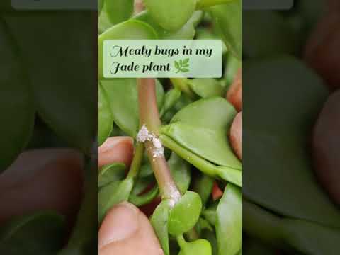 Video: Jade Plant Plagen En Oplossingen – Hoe Jade Plagen Problemen Op Te Lossen