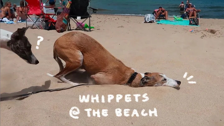 Whippets at the Beach! ☀ Indiana Dunes
