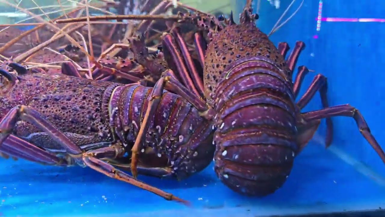 Biggest Crab & Biggest Lobster in the World