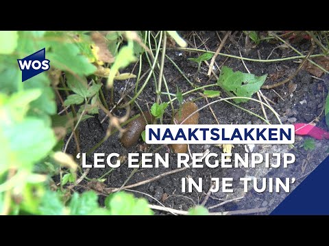 Video: Een effectieve remedie tegen slakken in de tuin