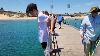 Jetty Jumping - Port Noarlunga, South Australia