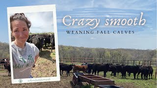 Weaning Fall 2020 Calves & Bull using #Purina beef cubes | #WieczorekFarms #FarmHer #udderchaos