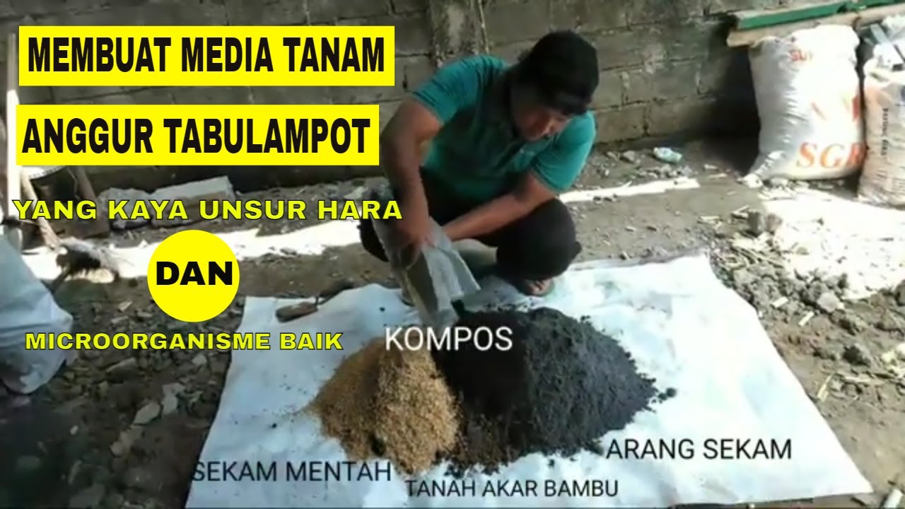 MEDIA TANAM ANGGUR TABULAMPOT YANG KAYA UNSUR HARA AGAR CEPAT BERBUAH