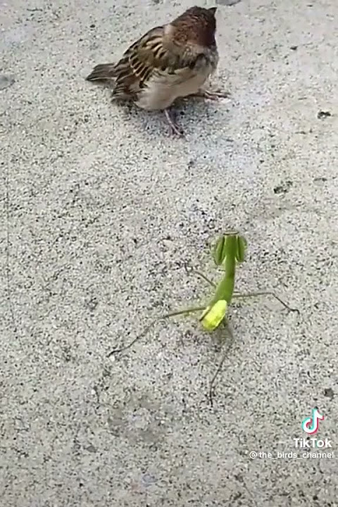 Kungfu Master Mentadak Mentadu