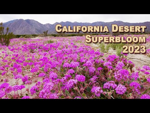 Superbloom 2023 - Purple and Yellow Desert Superbloom in Anza-Borrego (4K)