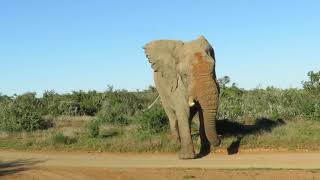 Elephant in musth