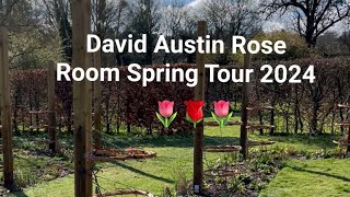 Join me on a relaxing walk through my David Austin rose room in Spring 2024 🌹
