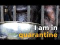 Are Great Apes Threatened by Coronavirus? | Ngamba Island (Exclusive Footage)
