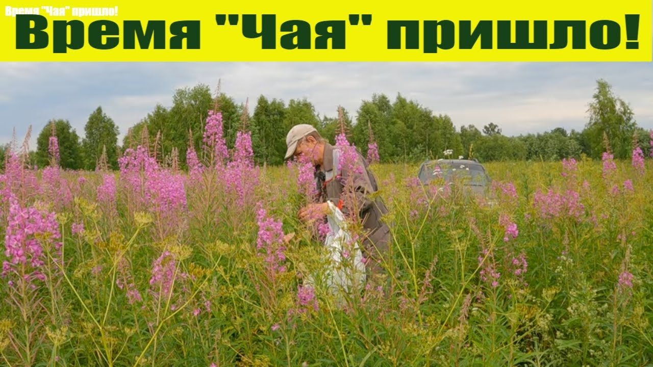 "Иван Чай" - ферментация, сушка. Иван Чай от А до Я! Пришло время ...