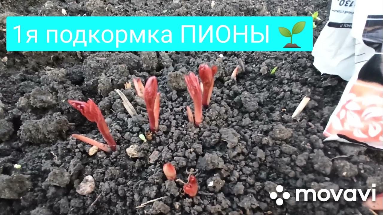 Весенняя подкормка роз для пышного цветения. Подкормка пионов. Удобрение для пионов. Пионы весной уход подкормка после зимы. Подкормка пионов мочевиной.