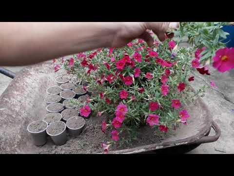 Vídeo: Como cultivar Calibrachoa a partir de mudas: tirando mudas de plantas de Calibrachoa