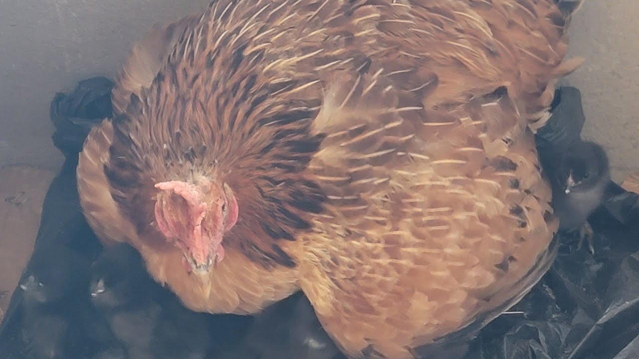 Mama Chicken just Hatched 11 Chicks | Building a Chicks' Coop | Life at the Rural Zimbabwe 