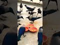 Good Morning #crow_tube #birdsounds #animals #crowsounds #animalsounds #birds #crow #shots #sounds