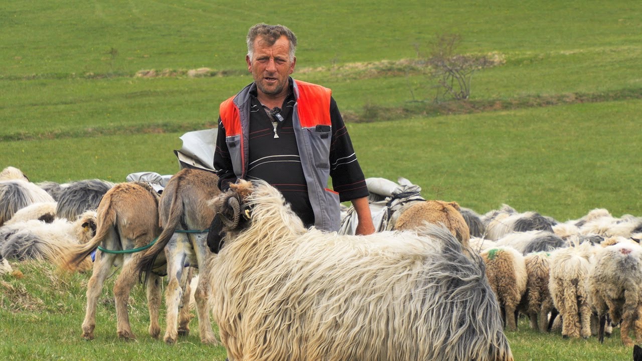 Budo svoju sreću pronalazi na zelenim pašnjacima Vlašića
